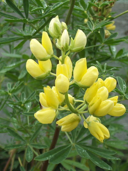 Tree Lupin